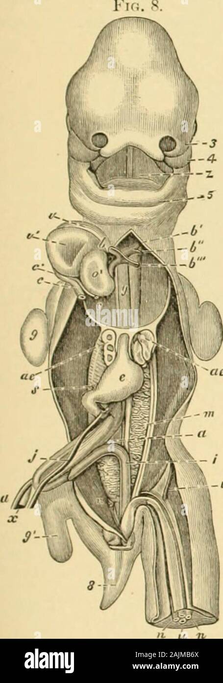 Un sistema di ginecologia . ch; 6, il secondo arco aortico; V, terzo arco aortico, o dotto Botalli; y, i due filamenti finoal diritto ami il kit della presente lettera sono le arterie polmonari, che iniziano a essere sviluppato :e lo stelo del superiore cava ami destra vena azygos: &lt;•, il comune sinusale venosa di theheart ; c, il comune stelo di sinistra della vena cava sinistra ami nzy;u- ; o padiglione auricolare sinistro del cuore ;v, destra, v, ventricolo sinistro; ae, polmoni; e, stomaco; j, sinistra omphalo-vena mesenterica; s, Contin uation-della stessa dietro il tirante piloro, che diventa poi la vena porta; x, vitello-condotto Lntestinal Foto Stock
