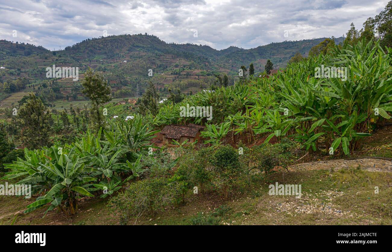 Piantagione di banane a Karongi, Ruanda. Foto Stock