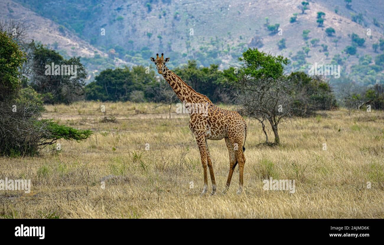 Una giraffa selvaggia che pascolano nella savana nel Parco Nazionale di Akagera, in Ruanda. Foto Stock