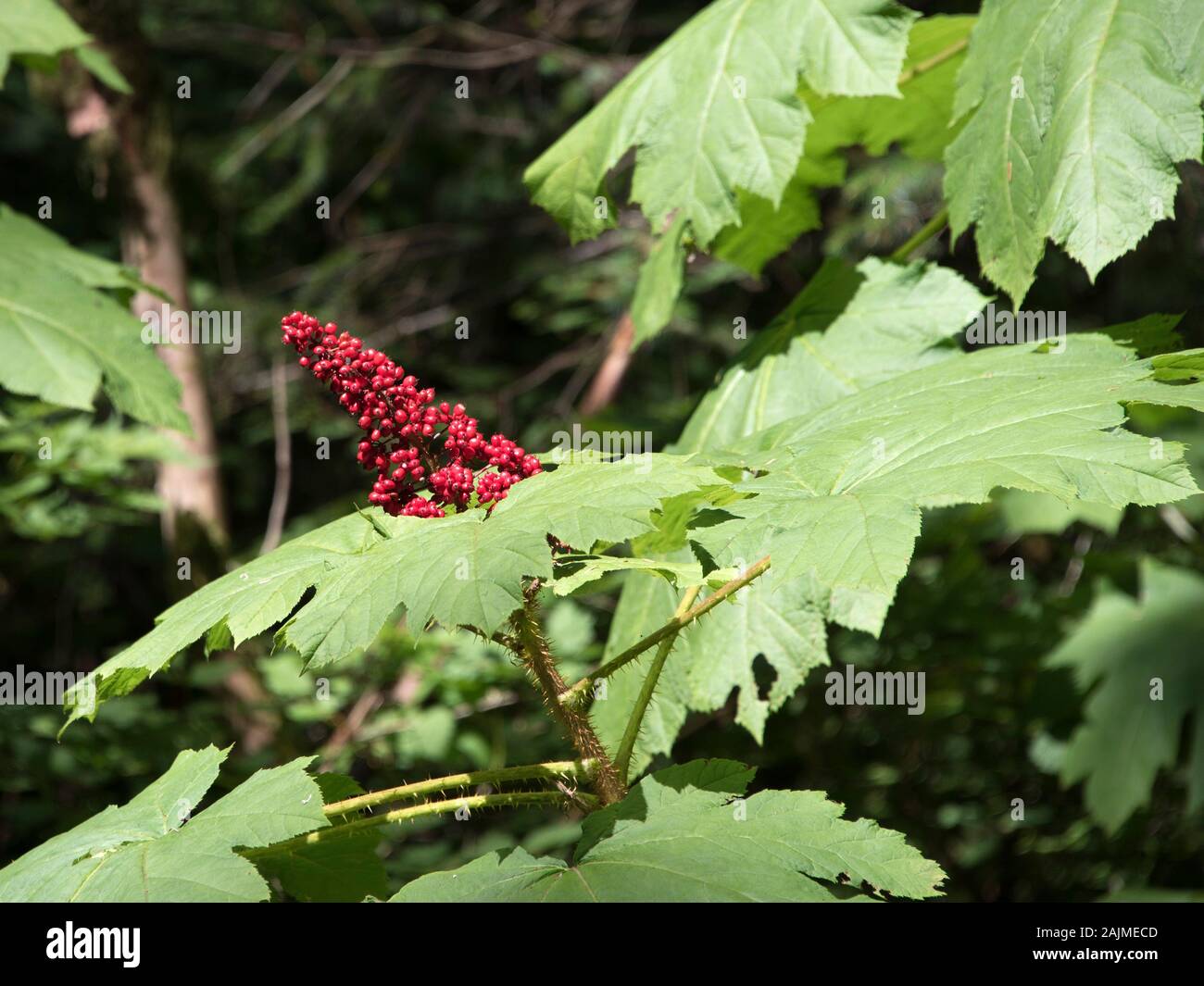 Devils Club, Juneau, in Alaska. Foto Stock