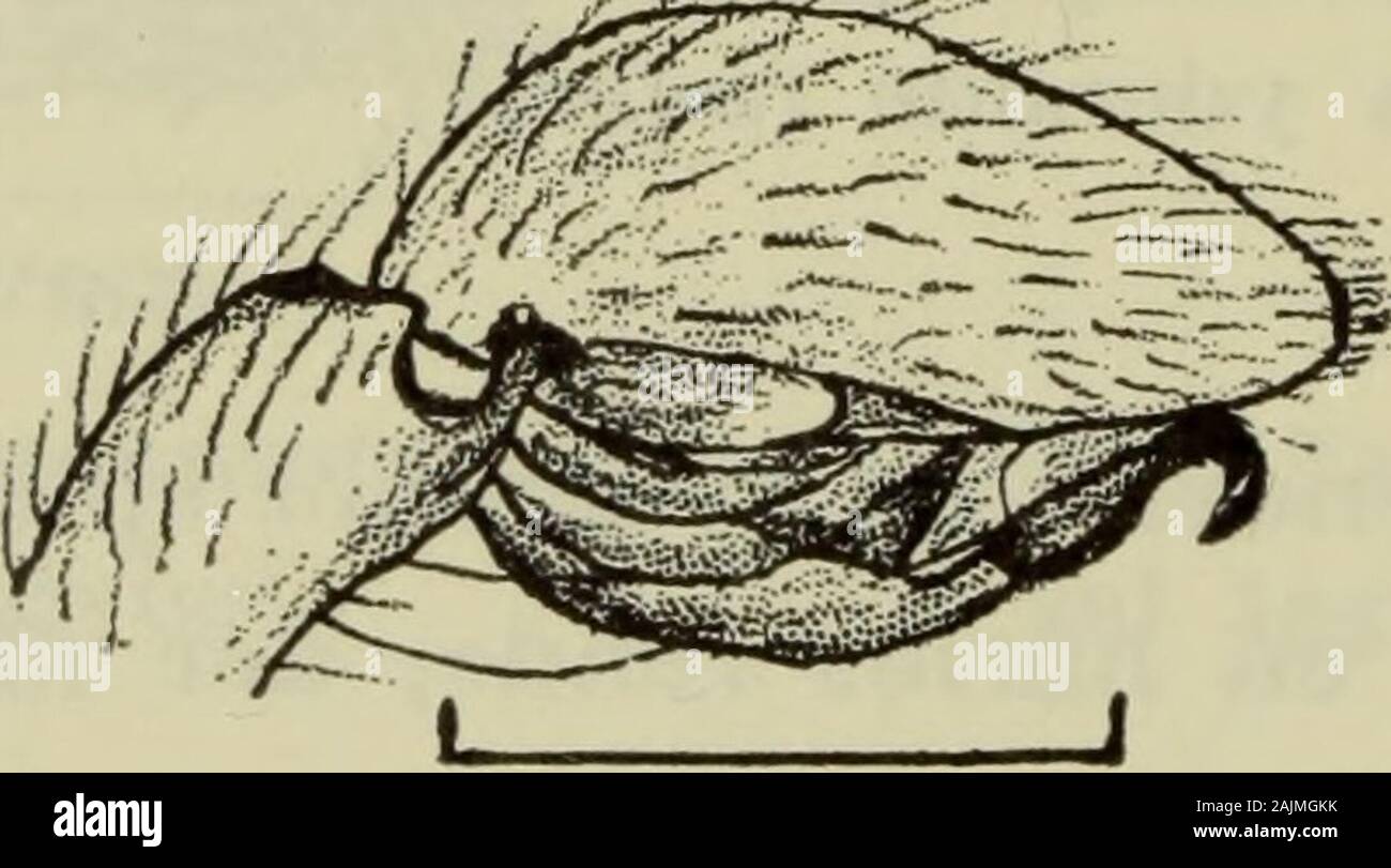 Danmarks fauna; illustrerede haandbøger su den danske dyreverden.. . Q5mm. Fig. 176. Zora nemoralis ?: Epigynet.. Foto Stock