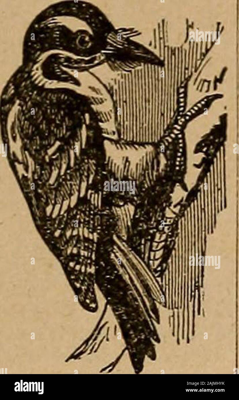 Webster Dizionario pratico un dizionario pratico della lingua inglese, dando la corretta ortografia e pronuncia le definizioni dei termini sulla base del dizionario integrale del Noah Webster .. . Beccaccia.. ing tliicksst sotto-legno, specialmente in au-tumn. - Bosco, n.terra coperta withwood, o terra sulla whichtrees sono subito togrow sia per il carburante ortimber. - Woodman,n.; j}l. -Uomini. In £ng.,una foresta officer, nominare-ed a prendersi cura del legno thekings. Uno sport-uomo; hunter; uno whocuts abbattere alberi; una legno-cutter. - Woodnymph,-nimf, n. Una Ninfa che popolano i boschi; un fabledgoddess del w Foto Stock