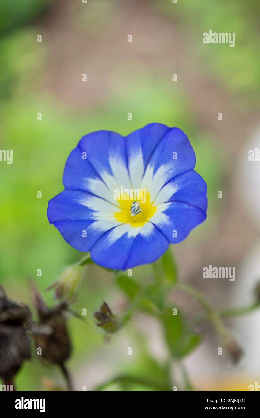 Una mattina blu fiore di gloria nella luce del giorno Foto Stock