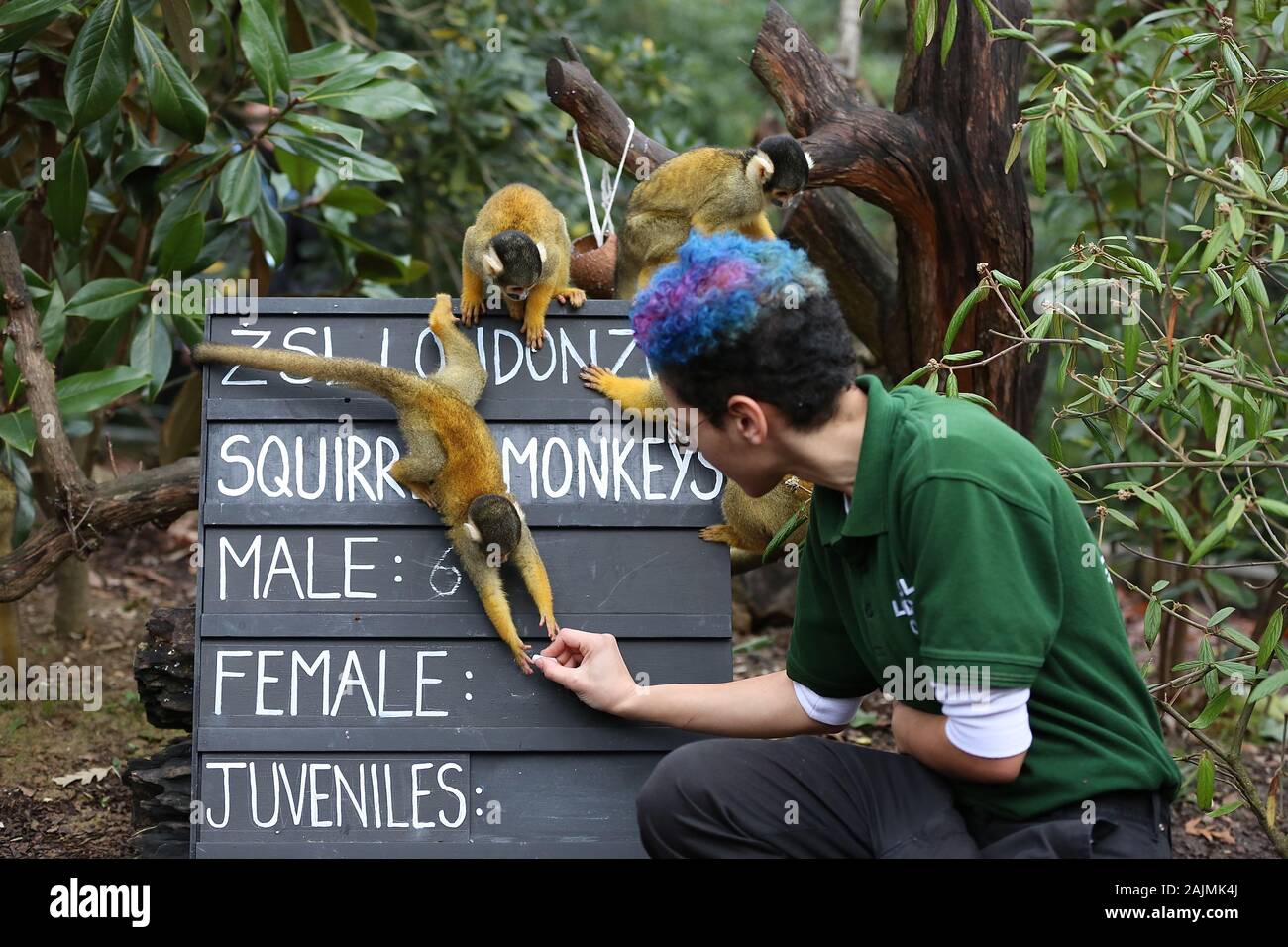 I custodi del giardino zoologico a ZSL Londra scavati vi cartelline , calcolatrici e telecamere e ha cominciato a contare gli animali presso lo Zoo di constatazione annua Giovedì 2 Gennaio 2020 . Il contato ogni mammifero , uccello , rettile , pesci e invertebrati . Per alcuni i custodi del giardino zoologico il compito è relativamente facile , ma fantasiose tattiche sono utilizzate da altri per garantire che ogni residente presso lo zoo è contabilizzata , il team B.U.G.S cheat e conteggio di colonie di formiche come uno , invece di tracciamento di centinaia di formiche individuali . Foto Stock