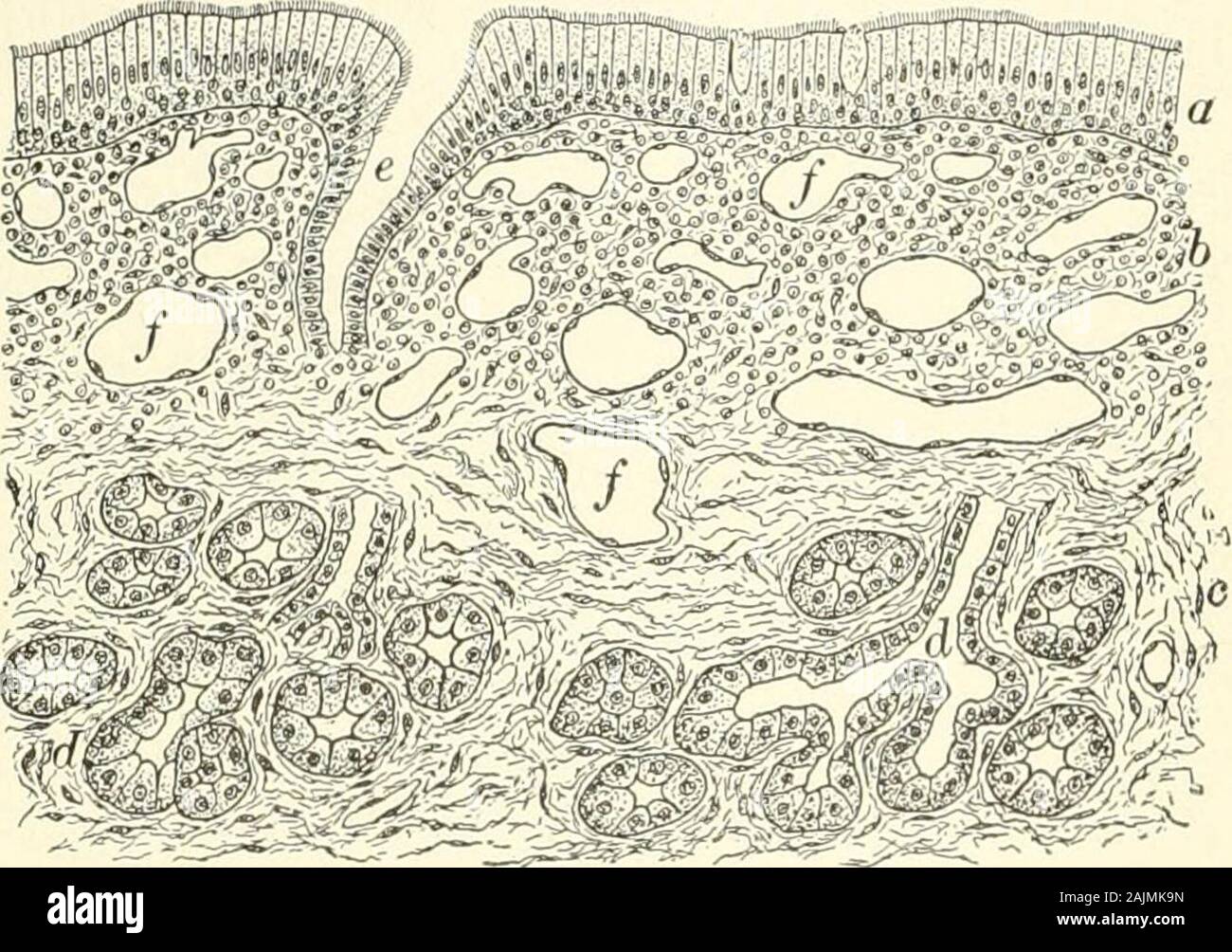 Un libro di testo di istologia normale: tra cui un conto dello sviluppo dei tessuti e degli organi . gion è stratifiedciliated columnarin tipo, entro lo strato thesuperficial quali numerousgoblet-cellule areinterspersed. Thetunica propria di questo regione è composta da tessuto connettivo fibroso contenente cleftsoccupied da molti leucociti, quest'ultimo spesso invadenti epitelio thesuperimposed ; noduli occasionali di tissueare linfoidi riscontrata anche in varie parti della mucosa. Il surfaceof la tonaca propria è liscia, poiché il solito subepithelial papillaeare qui che vogliono. Il muco Foto Stock