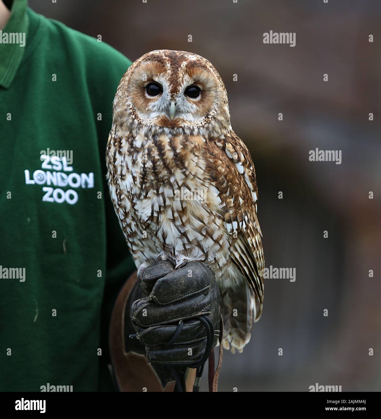 I custodi del giardino zoologico a ZSL Londra scavati vi cartelline , calcolatrici e telecamere e ha cominciato a contare gli animali presso lo Zoo di constatazione annua Giovedì 2 Gennaio 2020 . Il contato ogni mammifero , uccello , rettile , pesci e invertebrati . Per alcuni i custodi del giardino zoologico il compito è relativamente facile , ma fantasiose tattiche sono utilizzate da altri per garantire che ogni residente presso lo zoo è contabilizzata , il team B.U.G.S cheat e conteggio di colonie di formiche come uno , invece di tracciamento di centinaia di formiche individuali . Foto Stock