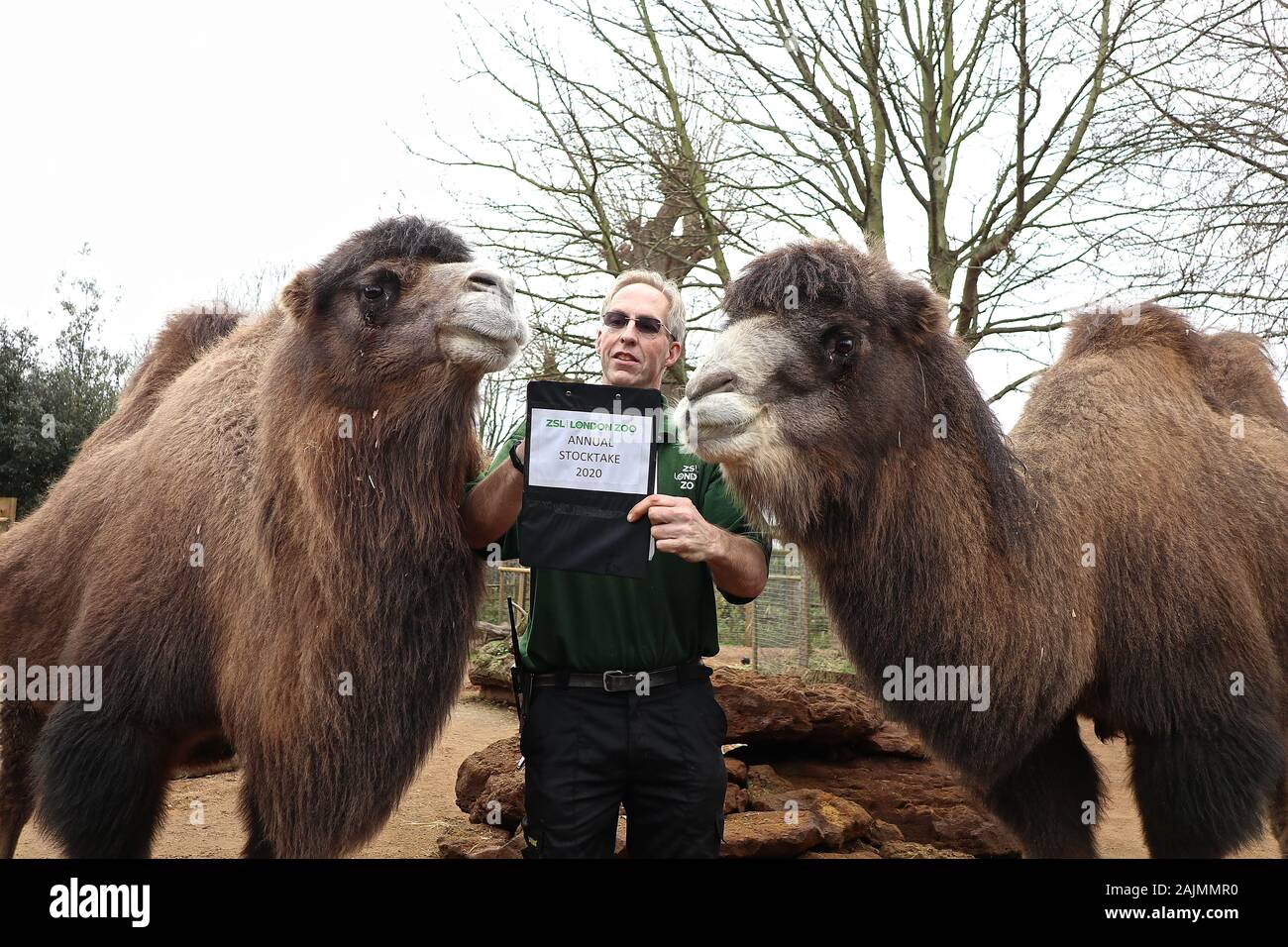 I custodi del giardino zoologico a ZSL Londra scavati vi cartelline , calcolatrici e telecamere e ha cominciato a contare gli animali presso lo Zoo di constatazione annua Giovedì 2 Gennaio 2020 . Il contato ogni mammifero , uccello , rettile , pesci e invertebrati . Per alcuni i custodi del giardino zoologico il compito è relativamente facile , ma fantasiose tattiche sono utilizzate da altri per garantire che ogni residente presso lo zoo è contabilizzata , il team B.U.G.S cheat e conteggio di colonie di formiche come uno , invece di tracciamento di centinaia di formiche individuali . Foto Stock