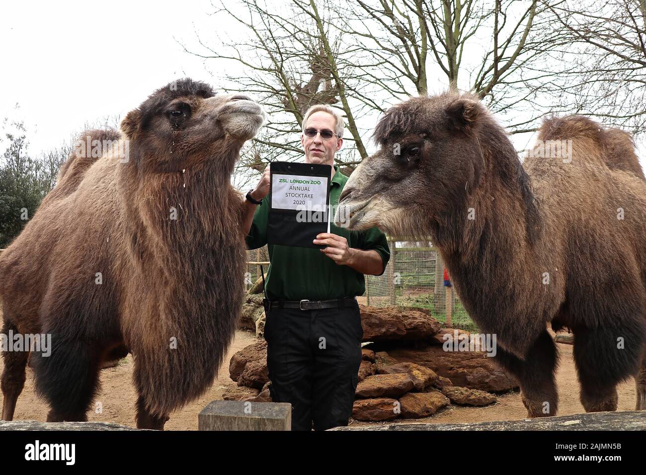 Lo Stocktake annuale inizia allo Zoo di Londra ZSL 2 gennaio 2020 . Cammelli Batteriani . Godetevi una giornata fantastica che fa la differenza allo Zoo ZSL di Londra. Situato nel verde Regents Park e sede di oltre 500 specie, ogni giorno è diverso in questo storico Zoo. Passeggiata attraverso una giungla di Sumatran, esplorare le foreste indiane di Gujarat o tour delle pianure dell'Africa, Venire faccia a faccia con gli animali da tutto il mondo - mentre imparando circa il lavoro internazionale di conservazione di ZSL. Questa è una foto di un guardiano Zoo con 2 cammelli Bactriana che sono molto scarse ora in natura .. Foto Stock