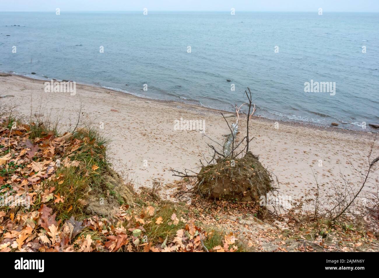 Un albero caduto, una tempesta che ha devastato seashore Foto Stock