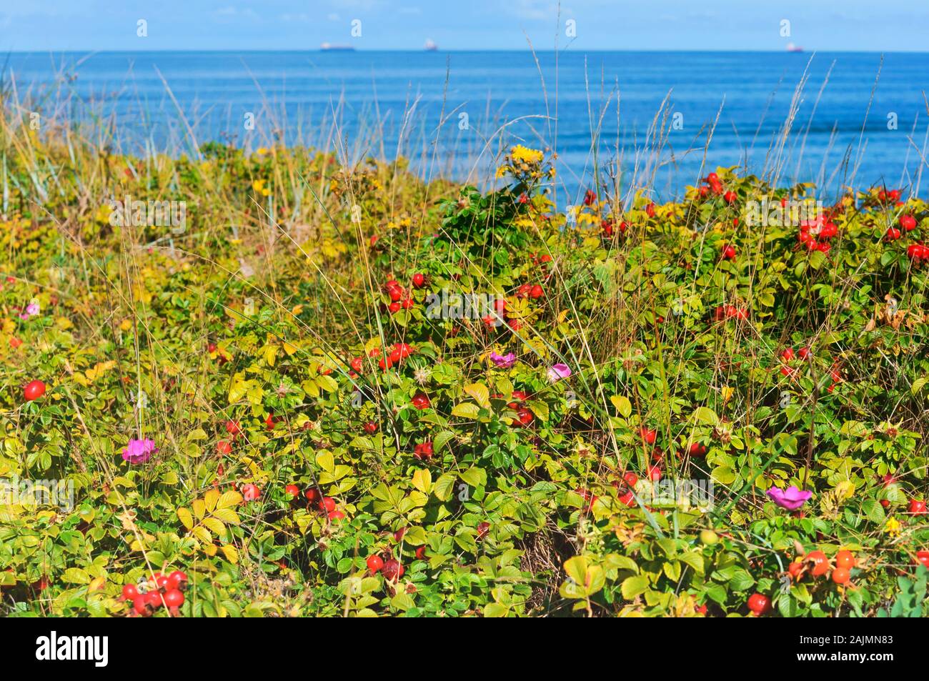 Le boccole intorno i fianchi, canneti di medicinali di rosa canina, cinorrodi sulla spiaggia Foto Stock