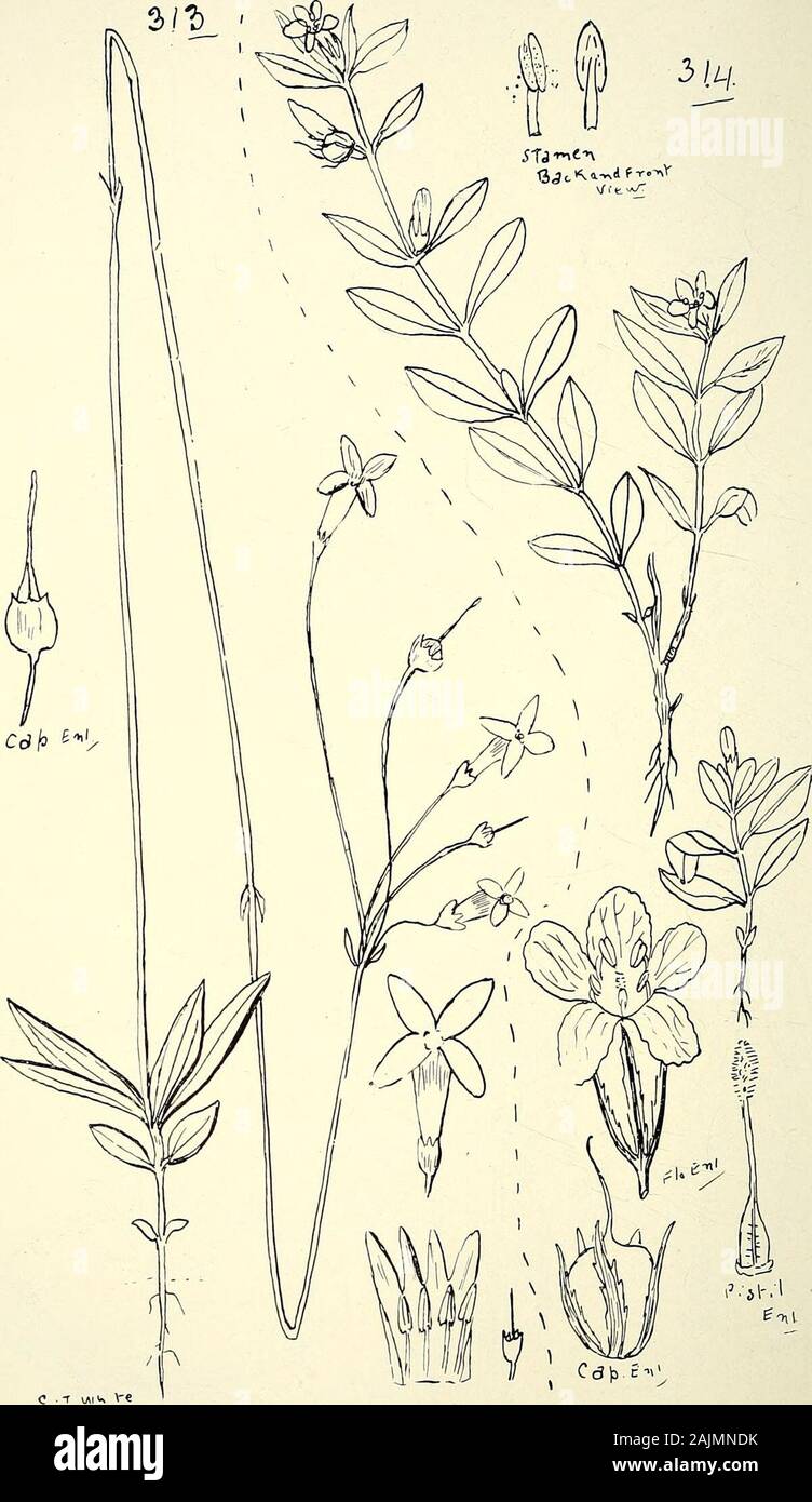 Catalogo completo del Queensland piante, entrambe le popolazioni indigene e naturalizzati ai quali si sono aggiunti, se noto, aborigeni e altri nomi dialettali; con numerose illustrazioni e copiose note sulla proprietà, caratteristiche, &c., delle piante . 311. HOYA NlCHOLSONI/E, F-V.M. 312. Microstemma tuberosum, R.Br.; e forma, Fiume Walsh, T. Barclay Millar. 336 LXXXI. LOGANIACE^E.. 313. MlTRASACME ELATA, R. Br. 314. PUS LOGANIA1lla, R.Br. LXXXII. GENTIANE^. 337 Mitrasacme-potrebbe. connata, R. Br. indica, Wight. stellata, R. Br. Cunninghamii, Benth. pygmasa, R. Br. multicaulis, R. Br. laricifolia Foto Stock