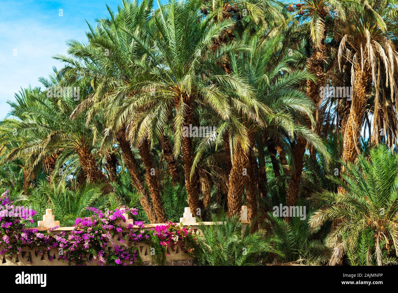 Palme e fiori in Valle di Draa oasi, Marocco Foto Stock