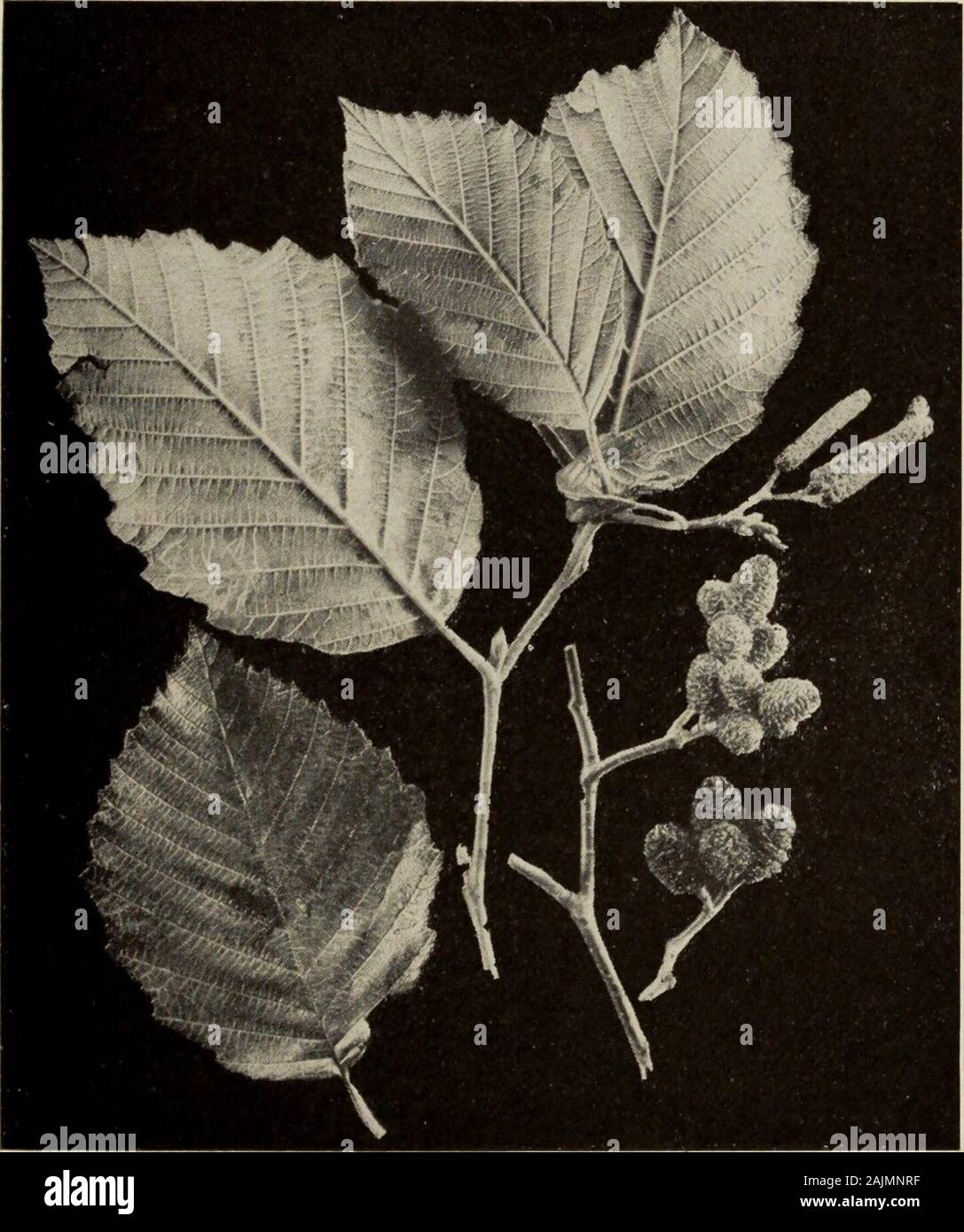 Il libro genealogico : una famosa guida per una conoscenza degli alberi del Nord America e ai loro usi e coltivazione . B. Staminate fiori A. Pistillate fiori C. frutti mare ALDER (Almus maritima) Fiori e coni maturi si verificano insieme su questo albero in agosto. Il fiore pistillate chiodi sono poco verde-sgambate manopole, mentre il staminate amenti sono di colore giallo e marrone. Il screziato ALDER {Alnus incana) Questo è noto dai puntini bianchi sui suoi rami. Un albero in Europa e in Asia, è raramente più di un arbusto in America. Il secondo tronco è del arbustiva Alnus rugosa Foto Stock