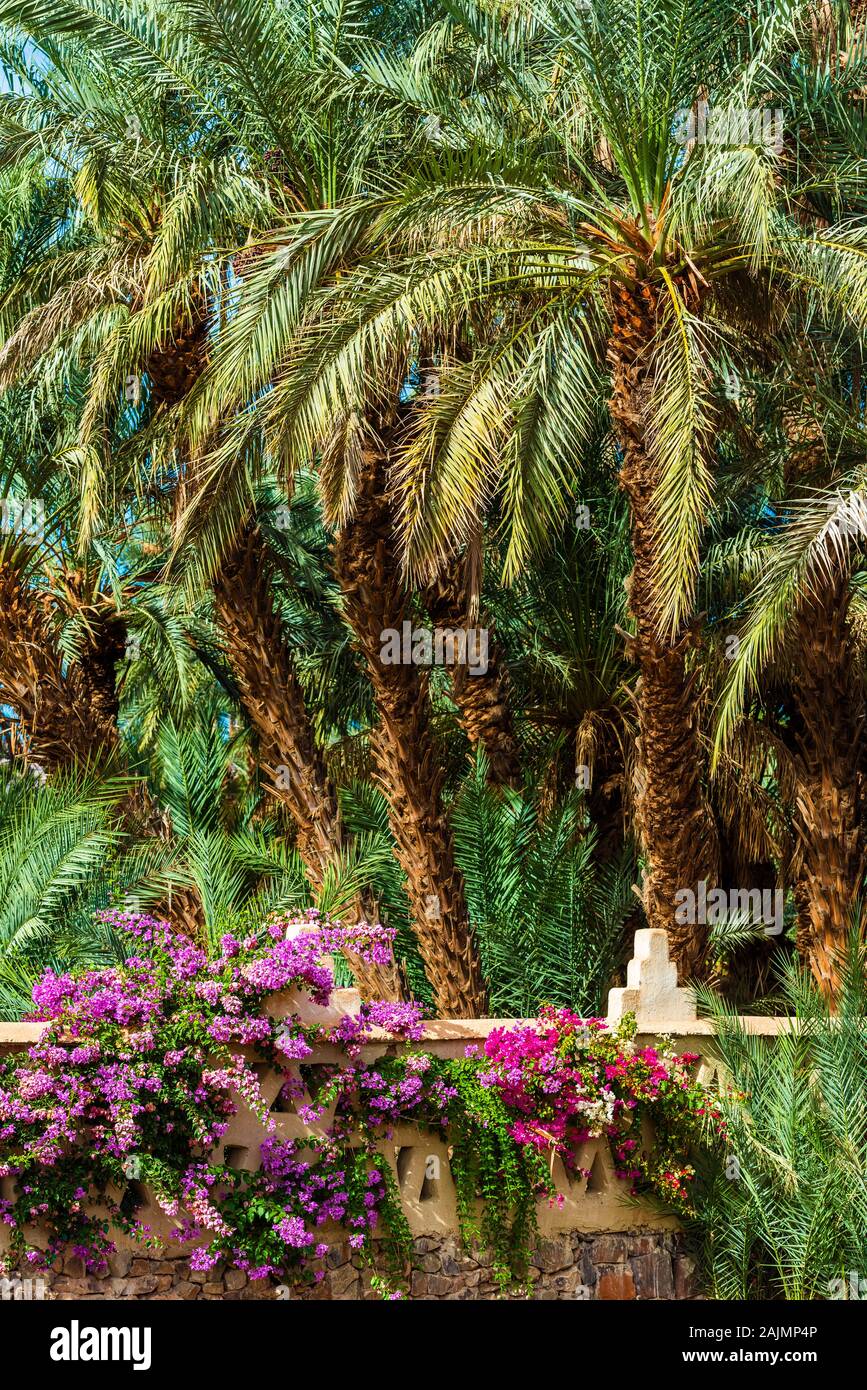 Palme e fiori in Valle di Draa oasi, Marocco. In verticale Foto Stock
