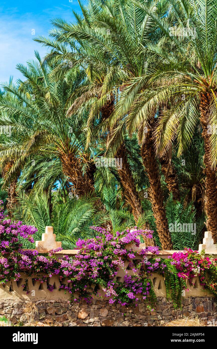 Palme e fiori in Valle di Draa oasi, Marocco. In verticale Foto Stock