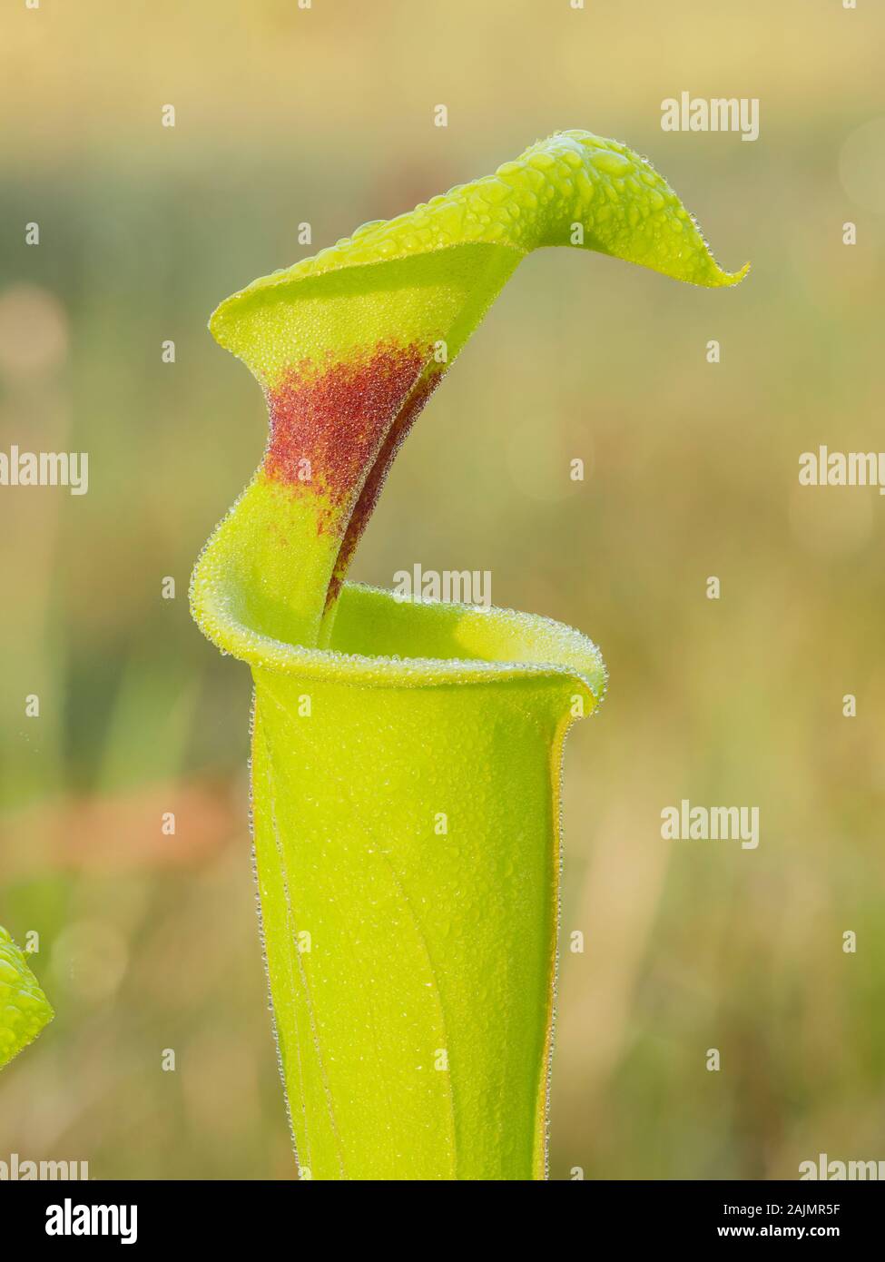 Pitcherplant giallo (Sarracenia flava var. Rugelii) Foto Stock