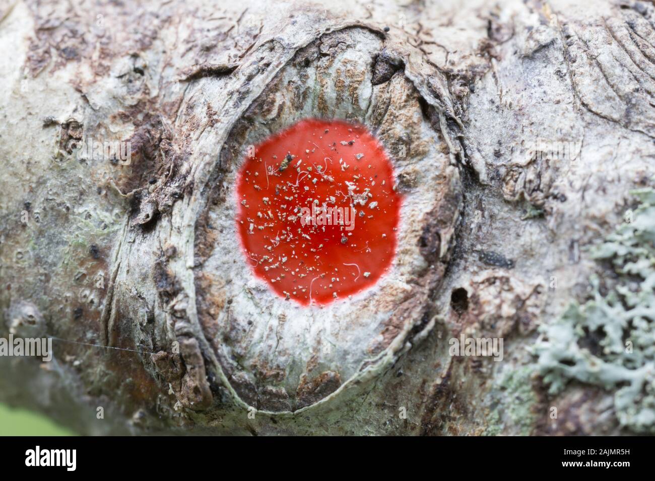 Un rosso brillante uovo sac di un ragno Guardstone (Phrurotimpus sp.) sulla corteccia di un albero. Foto Stock