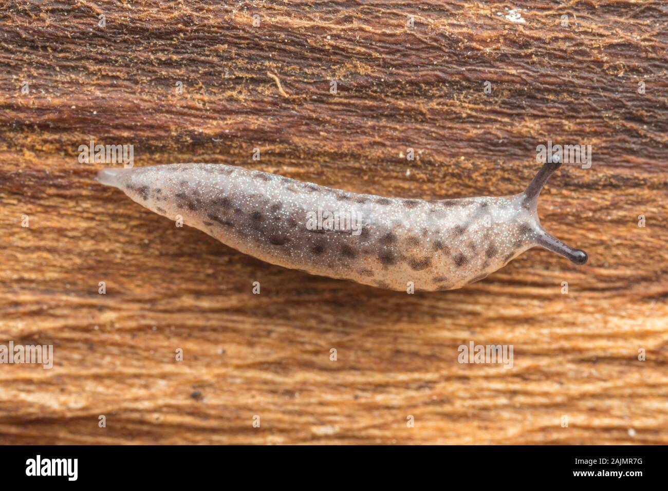 Un Mantleslug infantile modificabile (Megapallifera mutabilis) Foto Stock