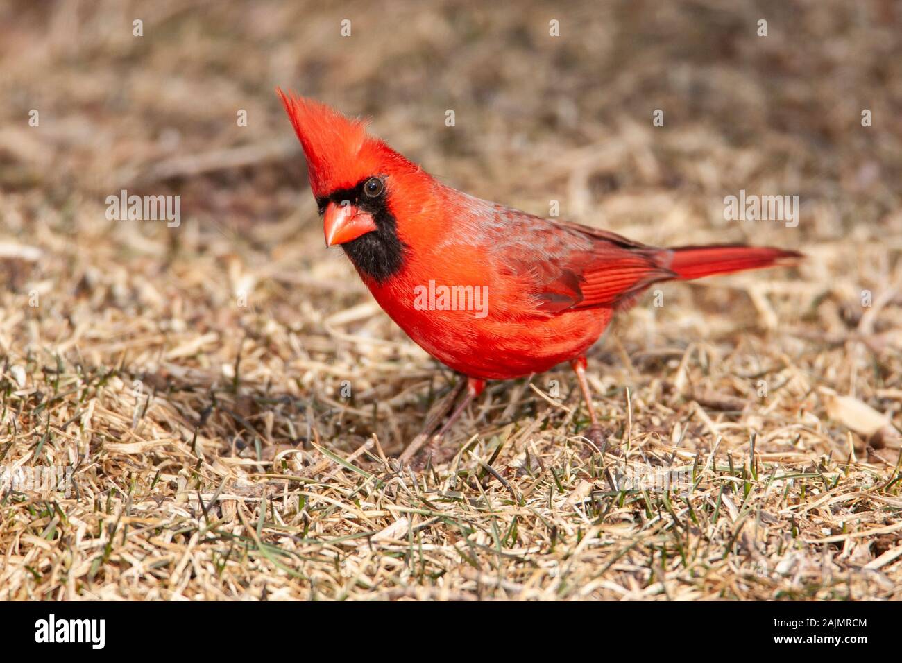 Un maschio Cardinale settentrionale (Cardinalis cardinalis) posatoi sulla terra in un cortile suburbana. Foto Stock