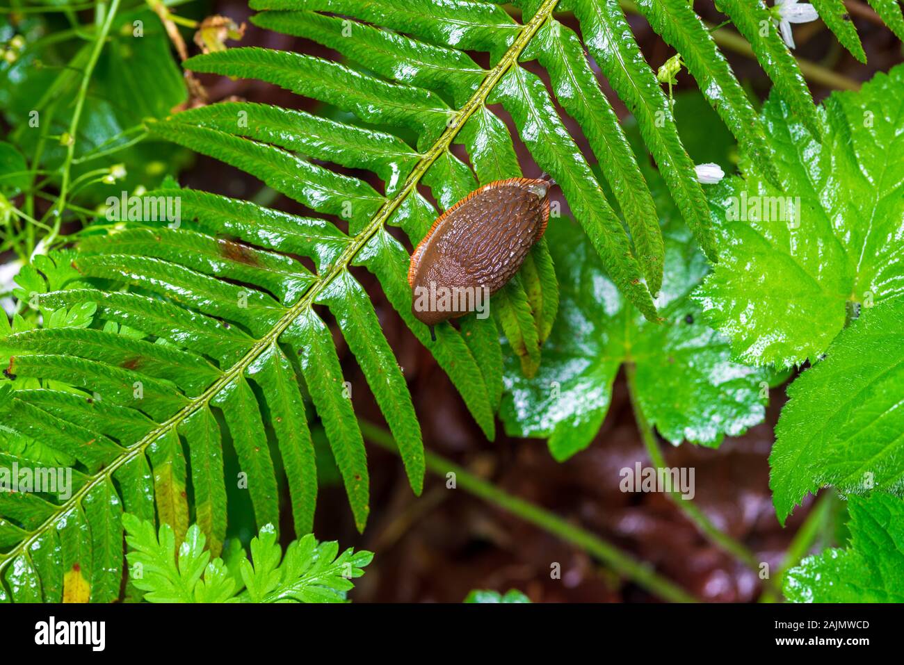 Un marrone Slug su una foglia di felce Close Up Foto Stock