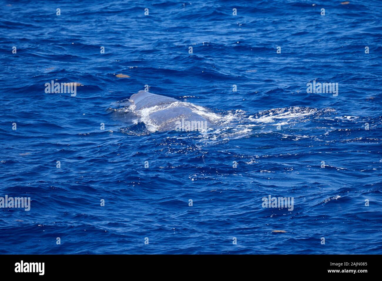 I capodogli nel mezzo dell'Atlantico Foto Stock