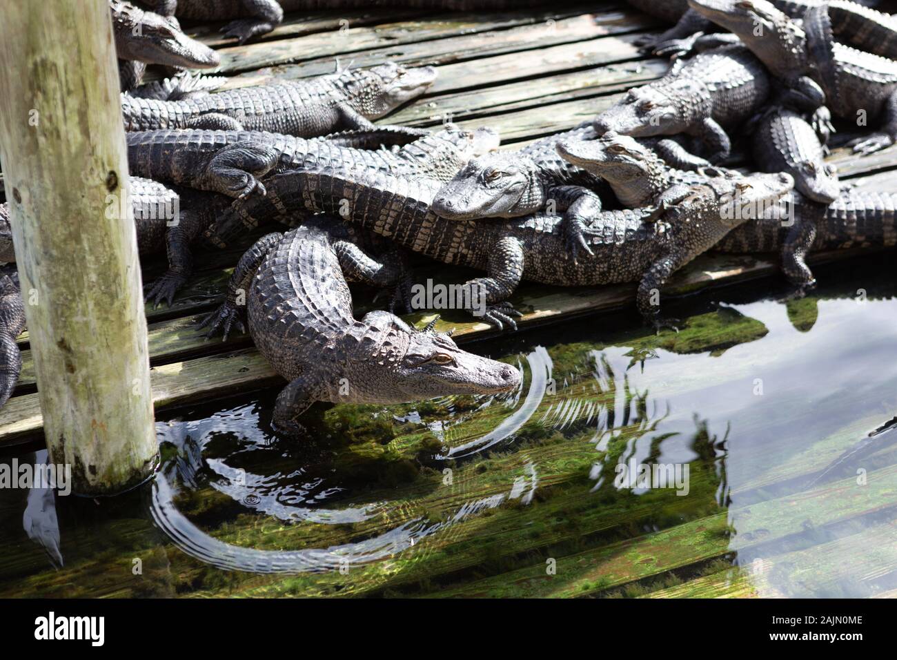 Gatorland, Orlando, Florida Foto Stock