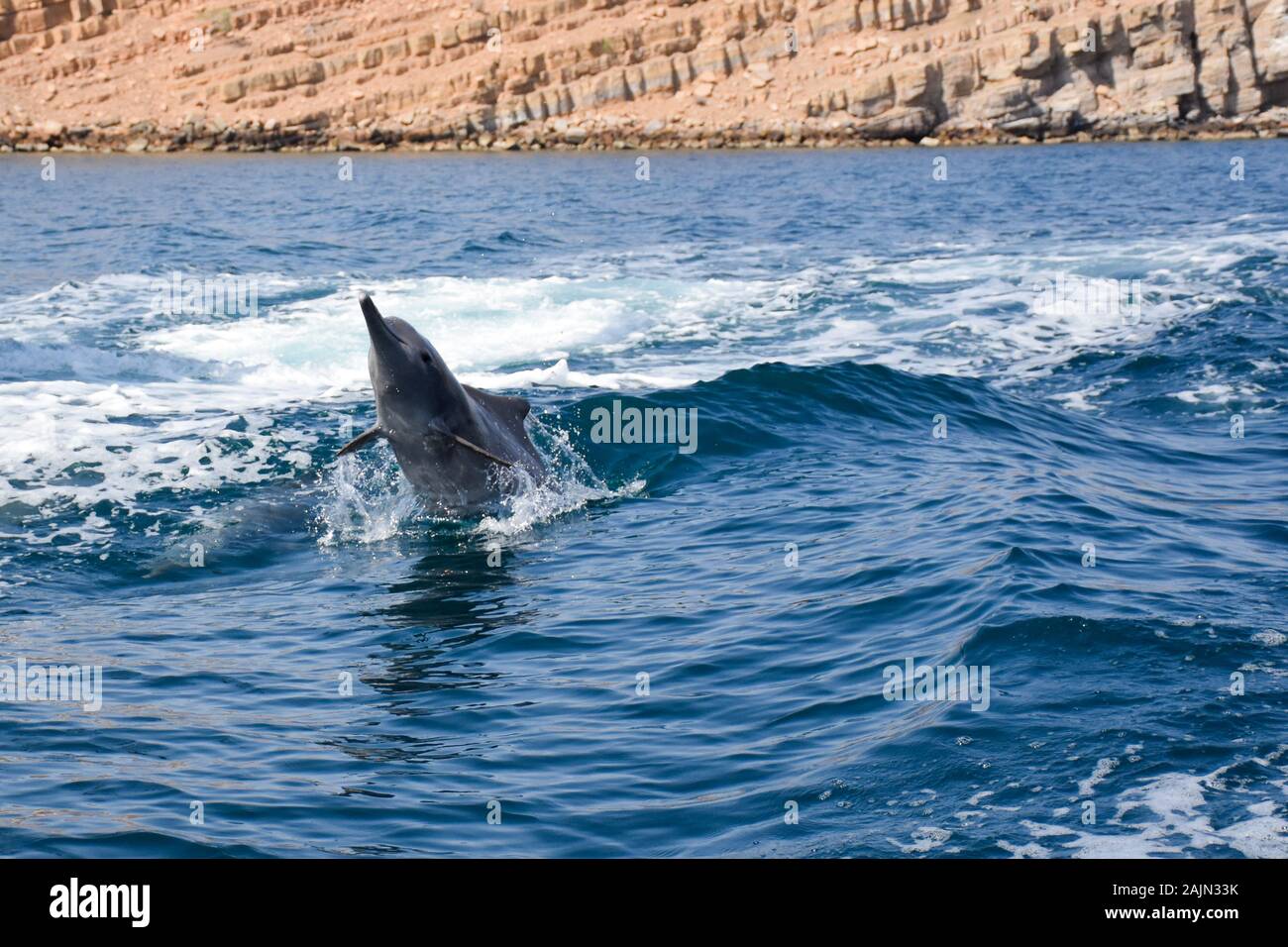 Delfini giocosi a Musandam, Oman Foto Stock