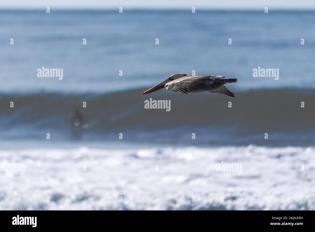 California pellicano bruno ALI ha infilato nella posizione di deltaplano come egli si eleva sopra le onde dell'oceano. Foto Stock