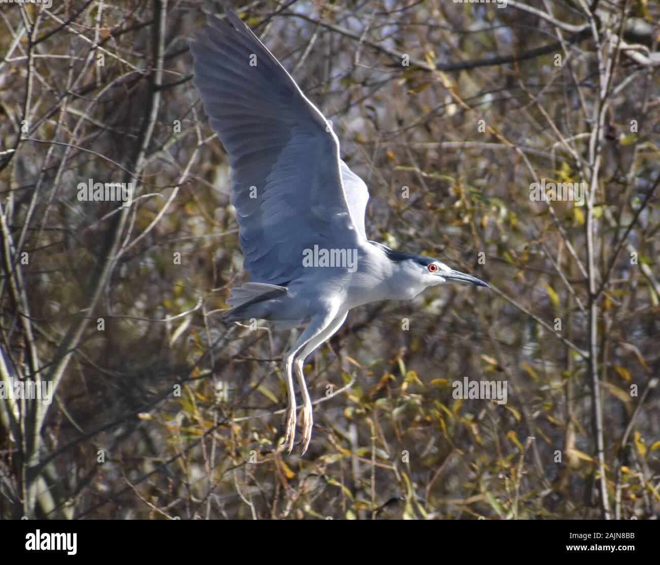 Una nitticora (Nycticorax nycticorax) in volo su Watsonville Slough in California Foto Stock