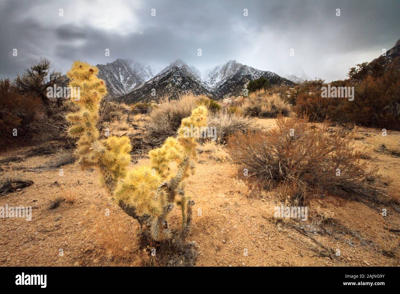 La Eastern Sierras leggermente ricoperta di neve con un primo piano di cactus e arbusti del deserto. Foto Stock
