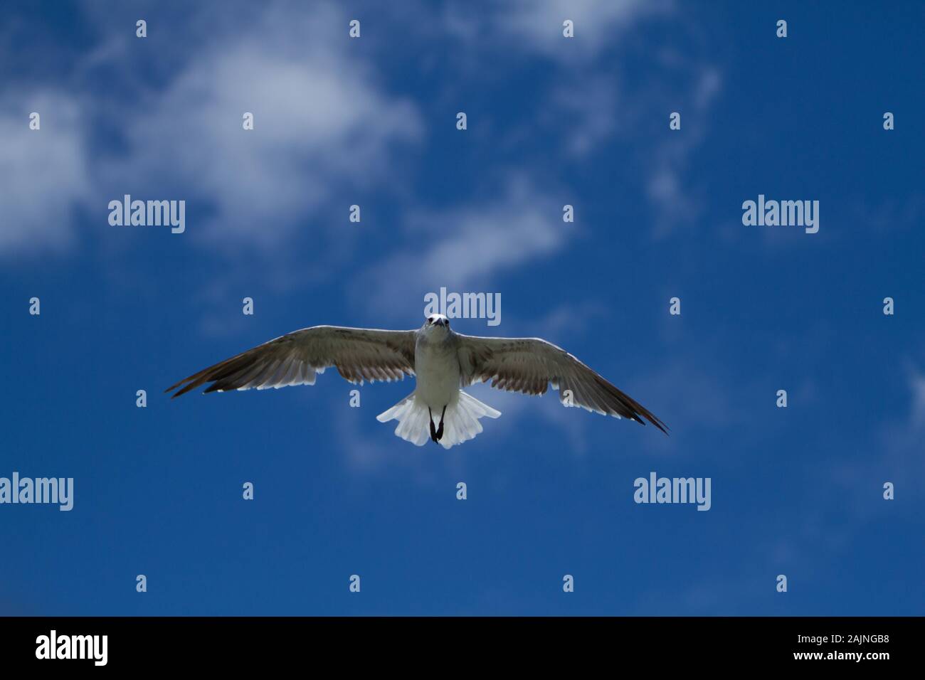 Un gabbiano vola direttamente in testa contro un luminoso cielo blu. Foto Stock
