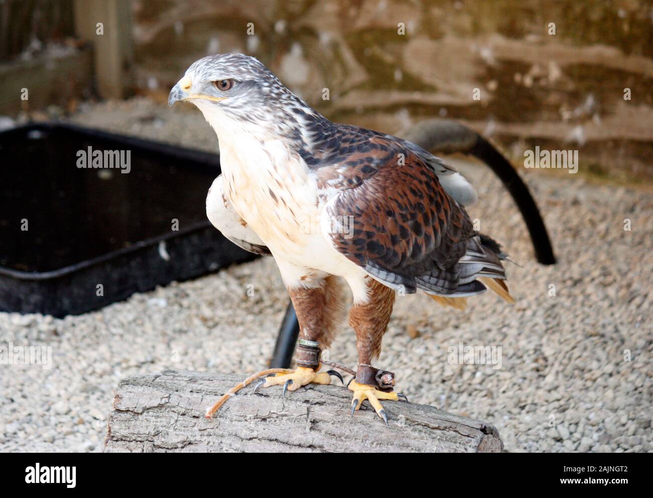 Bird visualizzati in Cotswold Falconry Centre Foto Stock