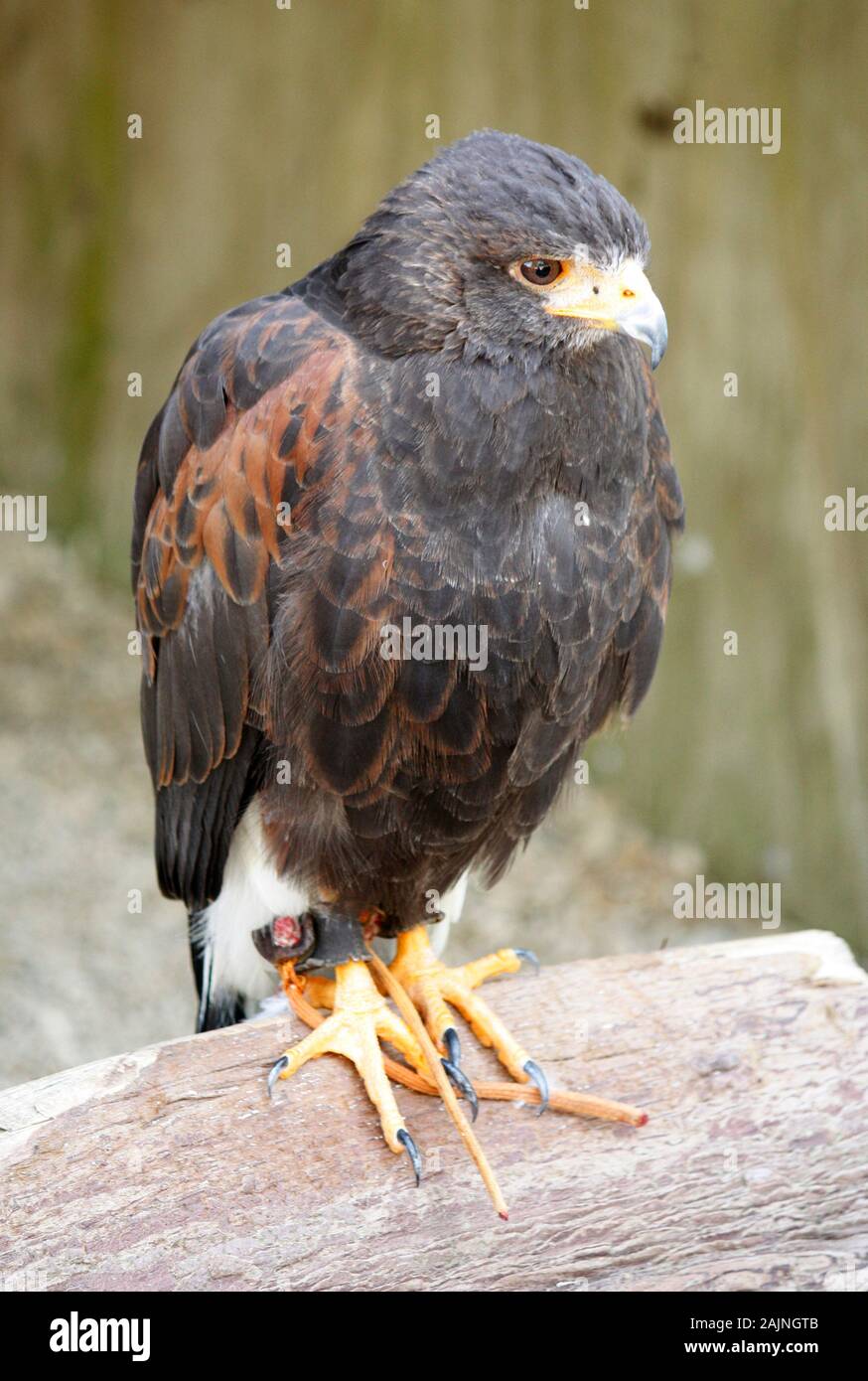 Bird visualizzati in Cotswold Falconry Centre Foto Stock