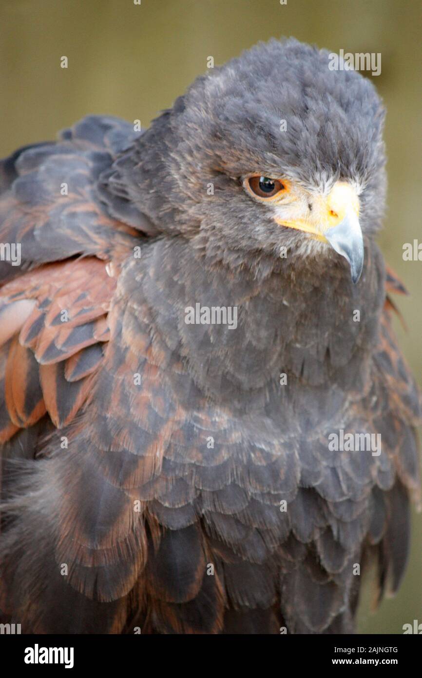 Bird visualizzati in Cotswold Falconry Centre Foto Stock