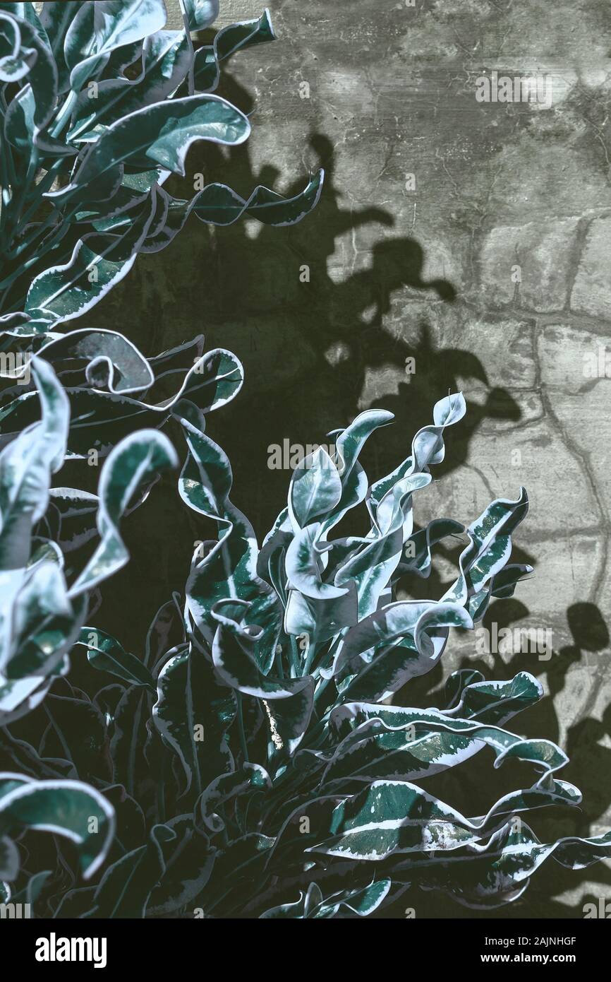 Sfondo botanico con impianto sulla parete scuro dello sfondo. Abstract schema naturale sfondo blu scuro tonica. Luogo vuoto per il testo Foto Stock