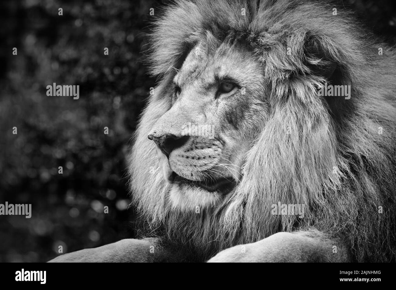 Forte contrasto bianco e nero di un maschio di leone in una posa regale Foto Stock