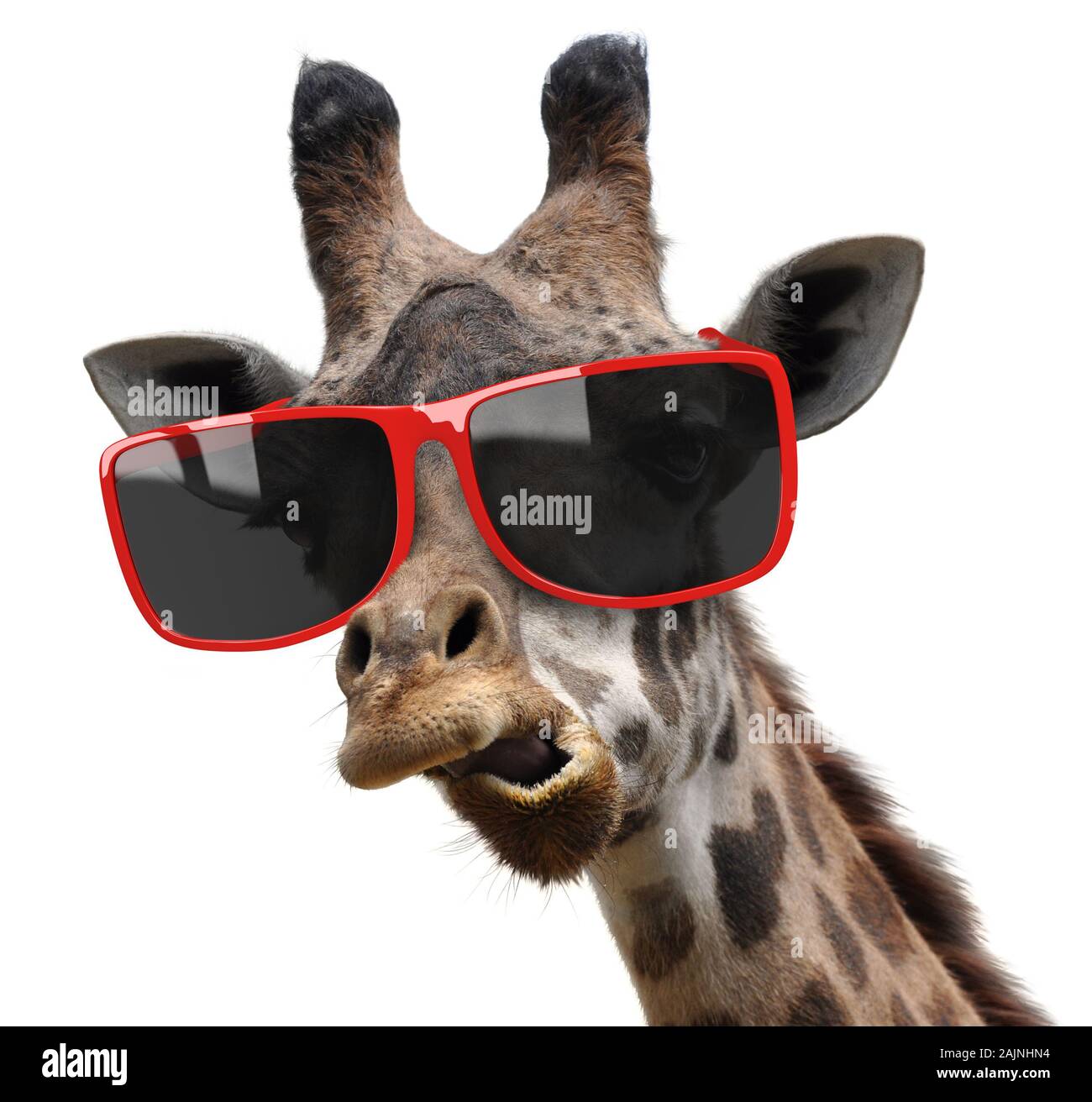 Funny vogue fashion ritratto di una giraffa con tanga moderni occhiali da sole Foto Stock