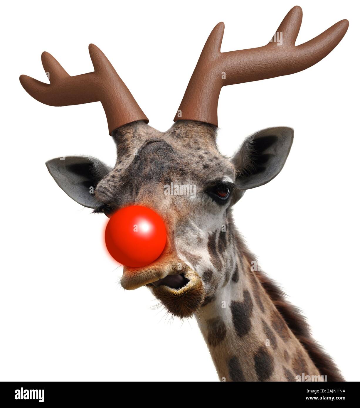 Divertente faccia giraffa vestito da Santa Claus' dal naso rosso renne per Natale Foto Stock