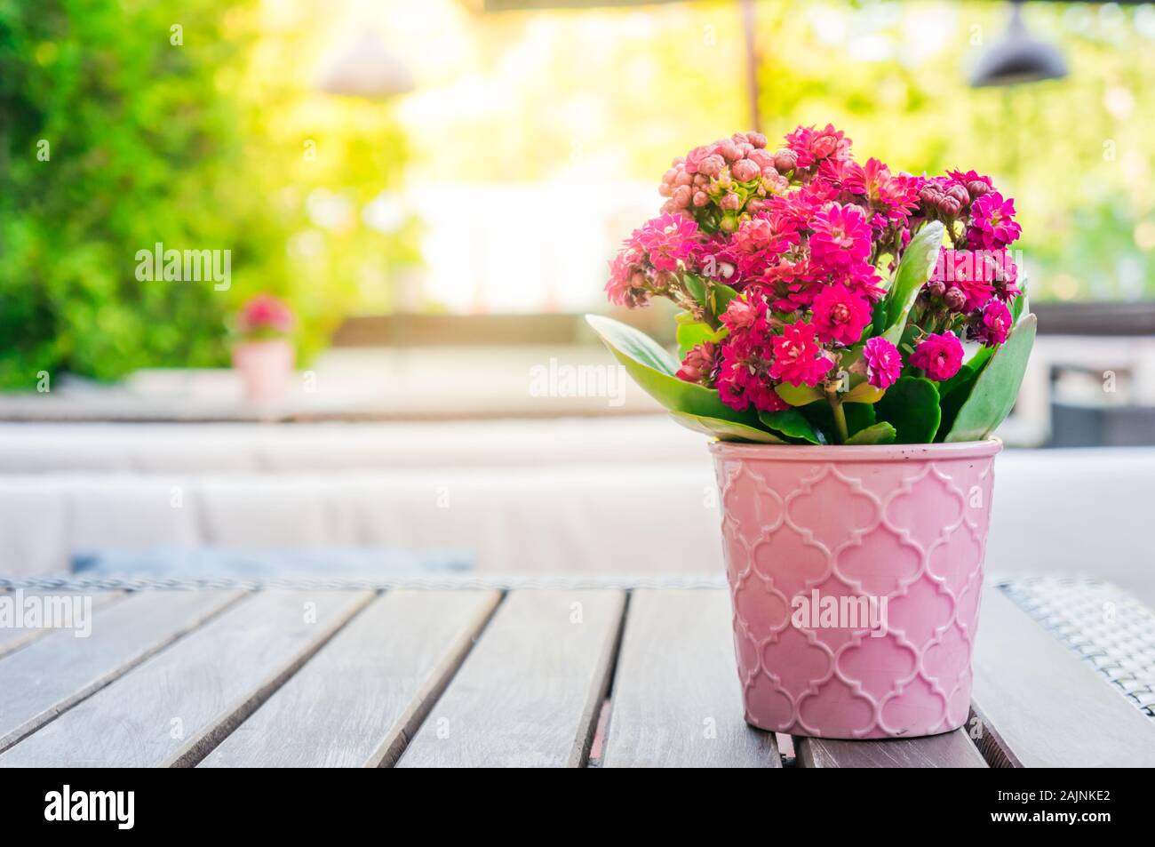 Kalanchoe fiore rosa in vaso di fiori in piedi sul tavolo di legno Foto Stock