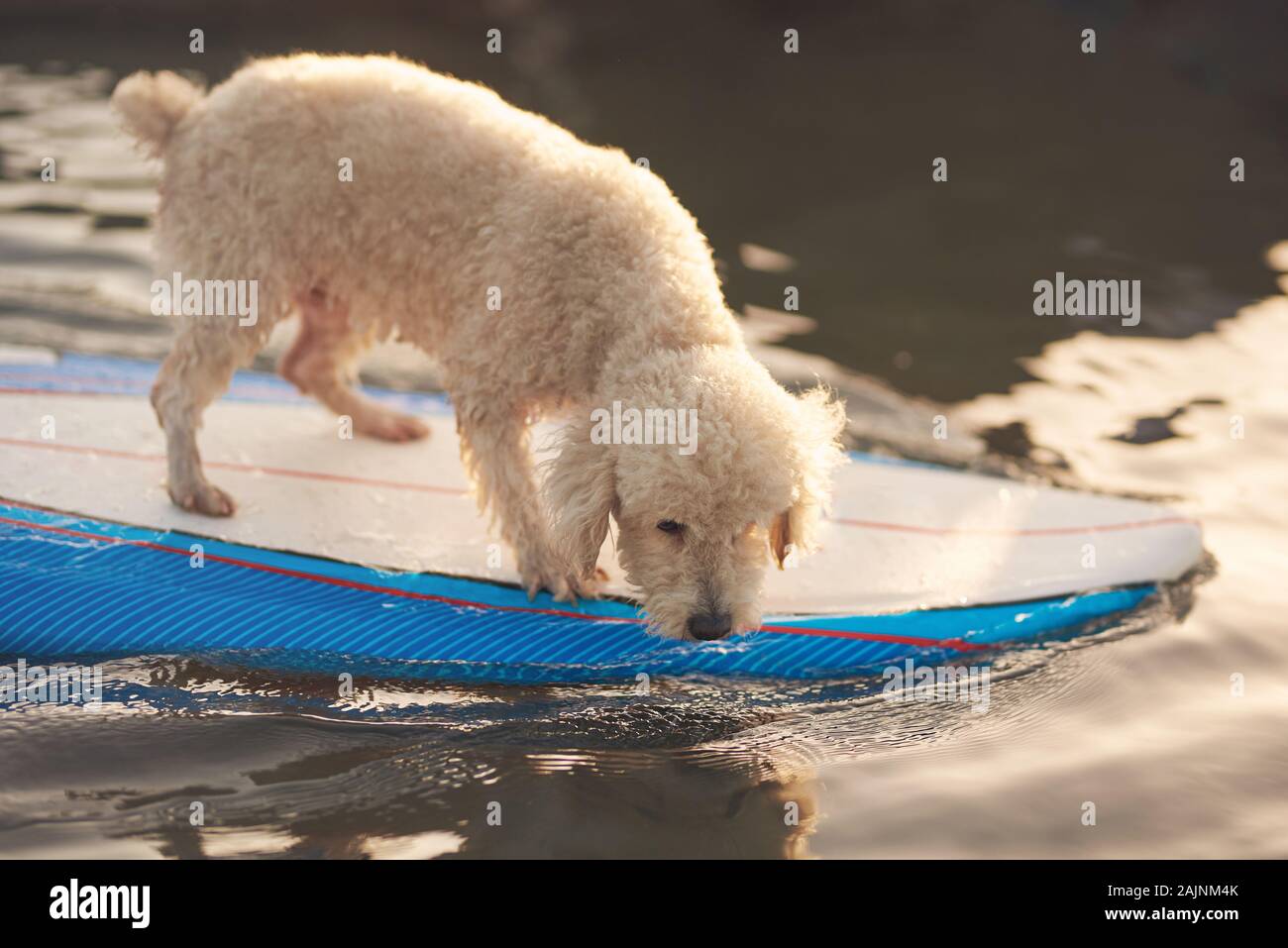 Carino barboncino bianco sulla tavola da surf nuoto in acqua di mare Foto Stock