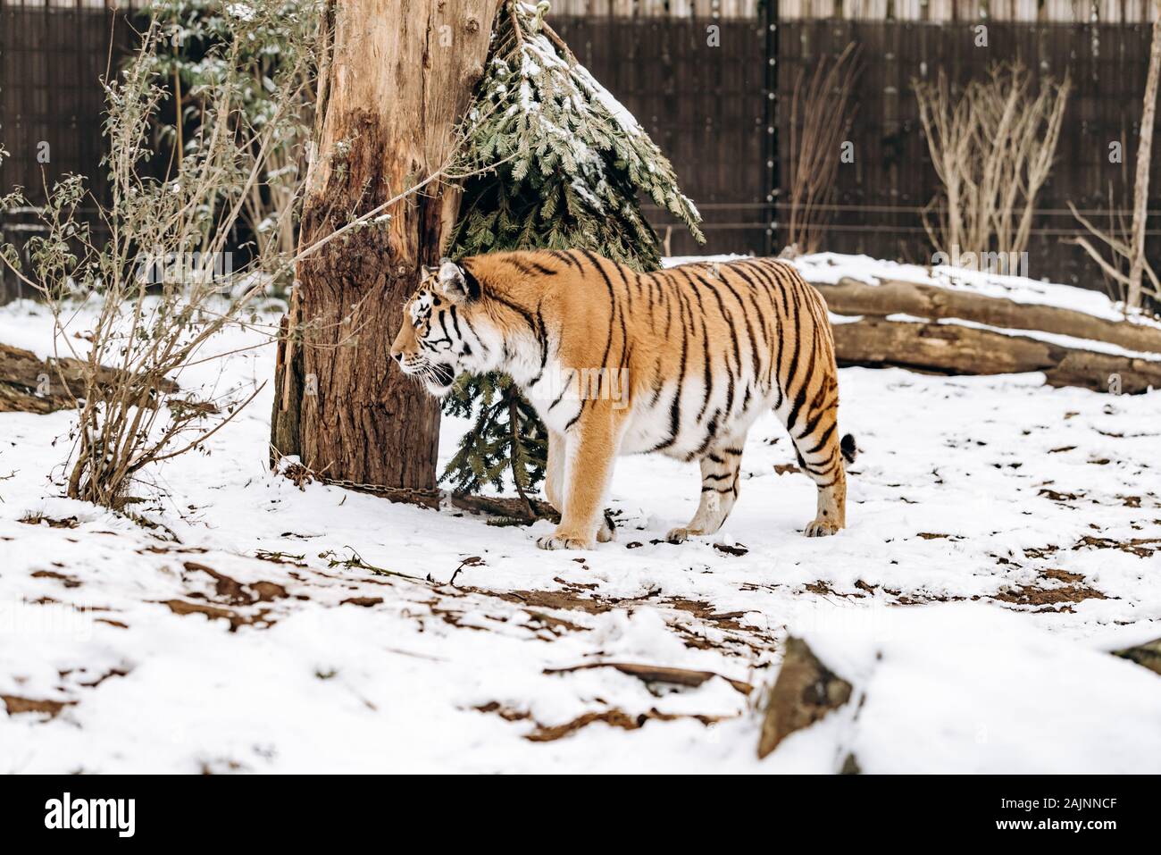 Tiger passeggiate su coperti di neve Foto Stock