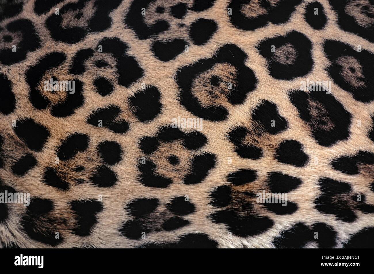 Jaguar fur sfondo texture con belle spotted camouflage Foto Stock