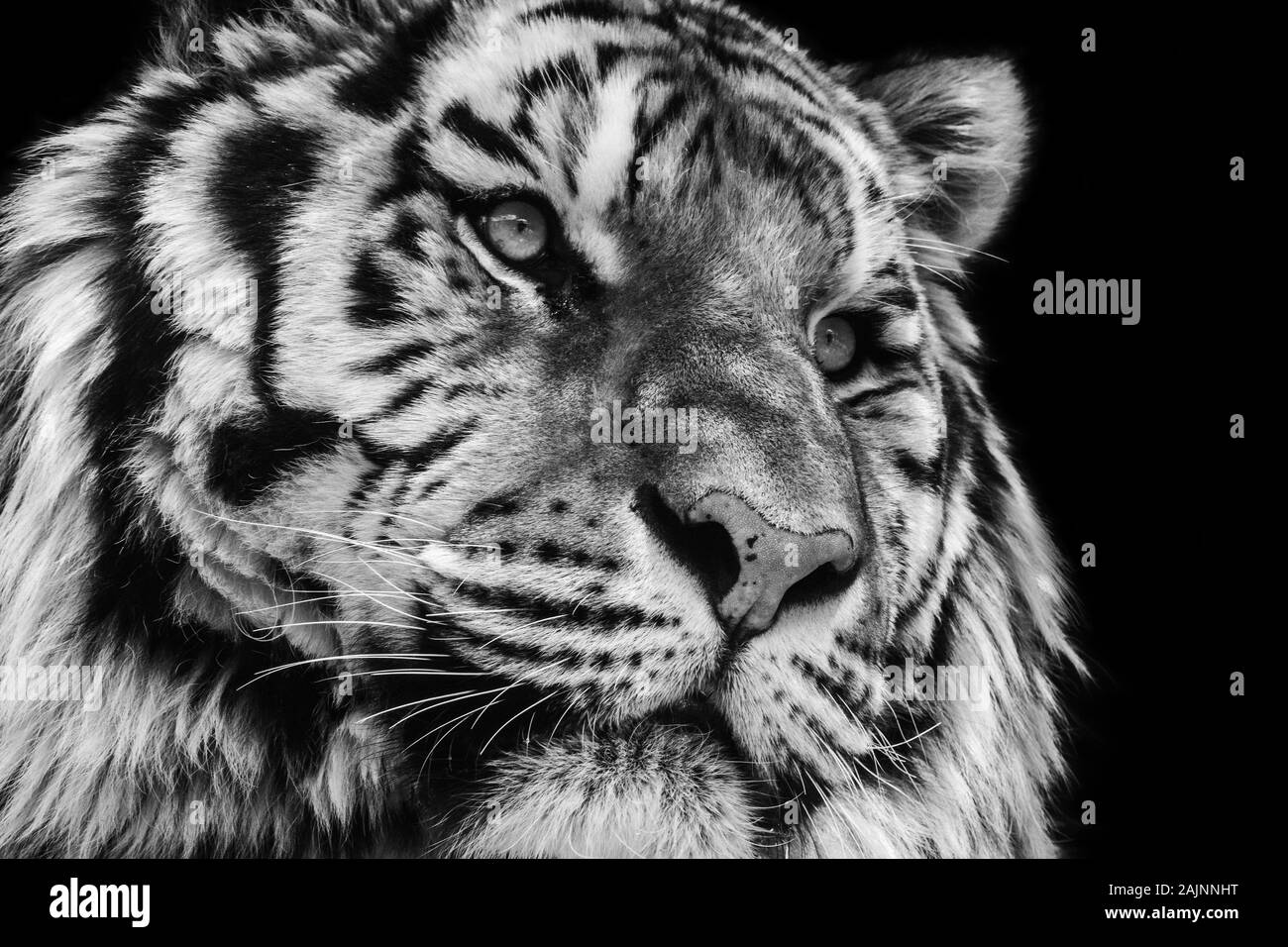 Potente in bianco e nero ad alto contrasto ritratto animale di una faccia della tigre Foto Stock