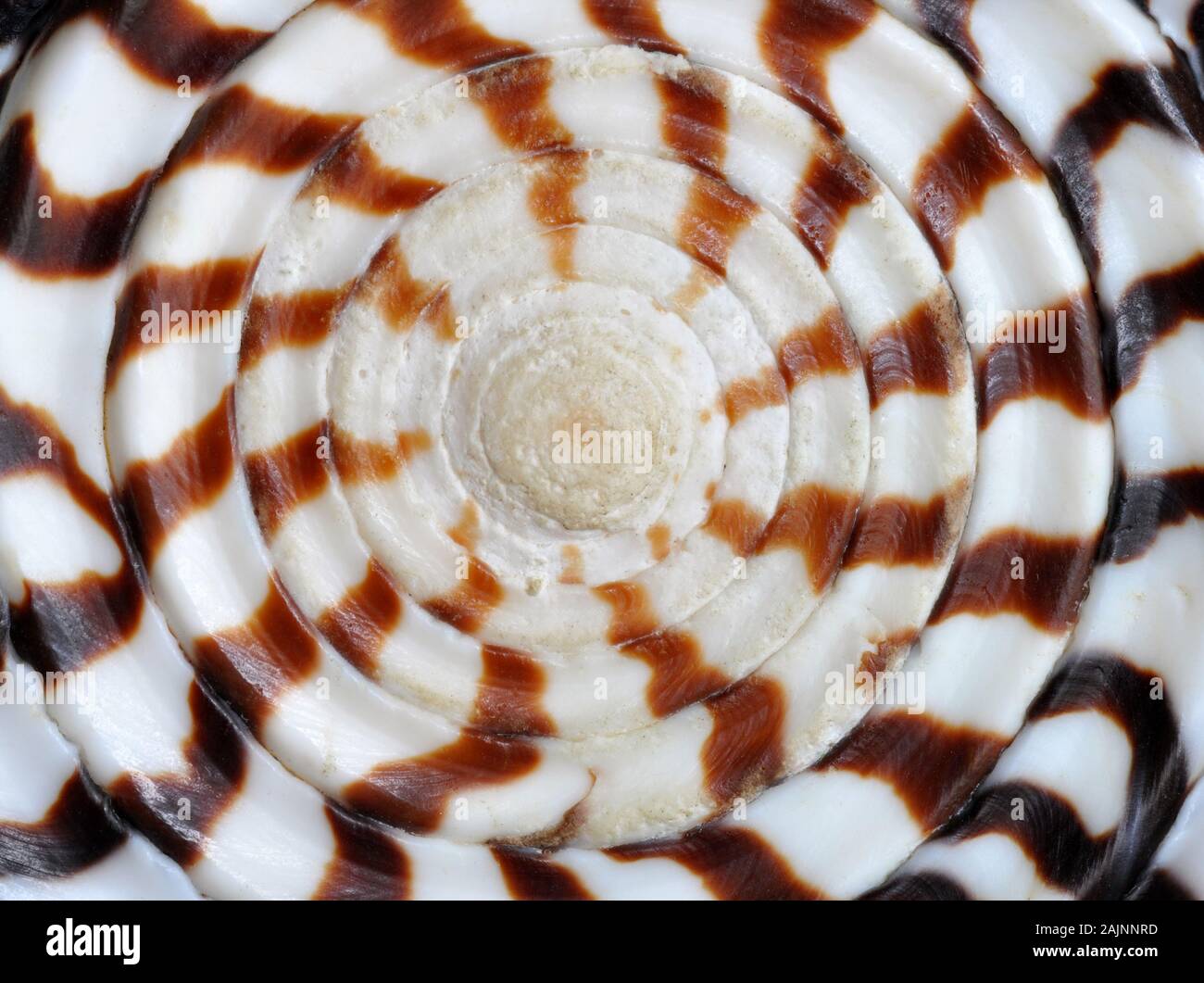 Naturale texture di sfondo di un abstract di conchiglia design a spirale Foto Stock