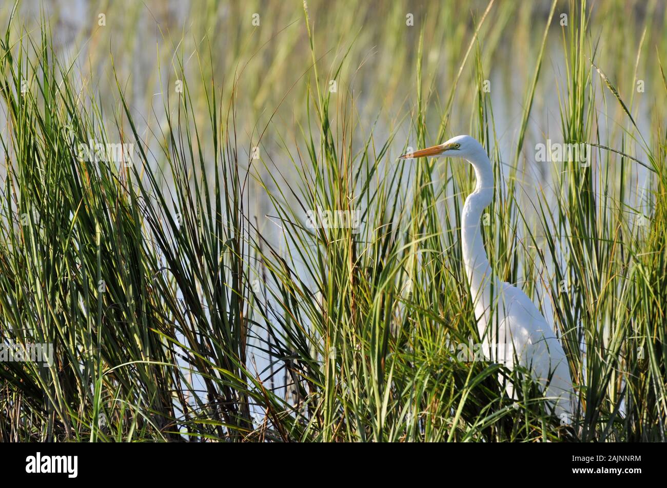 Grande egret, o comune egret, caccia in canne a Huntington Beach, Carolina del Sud Foto Stock