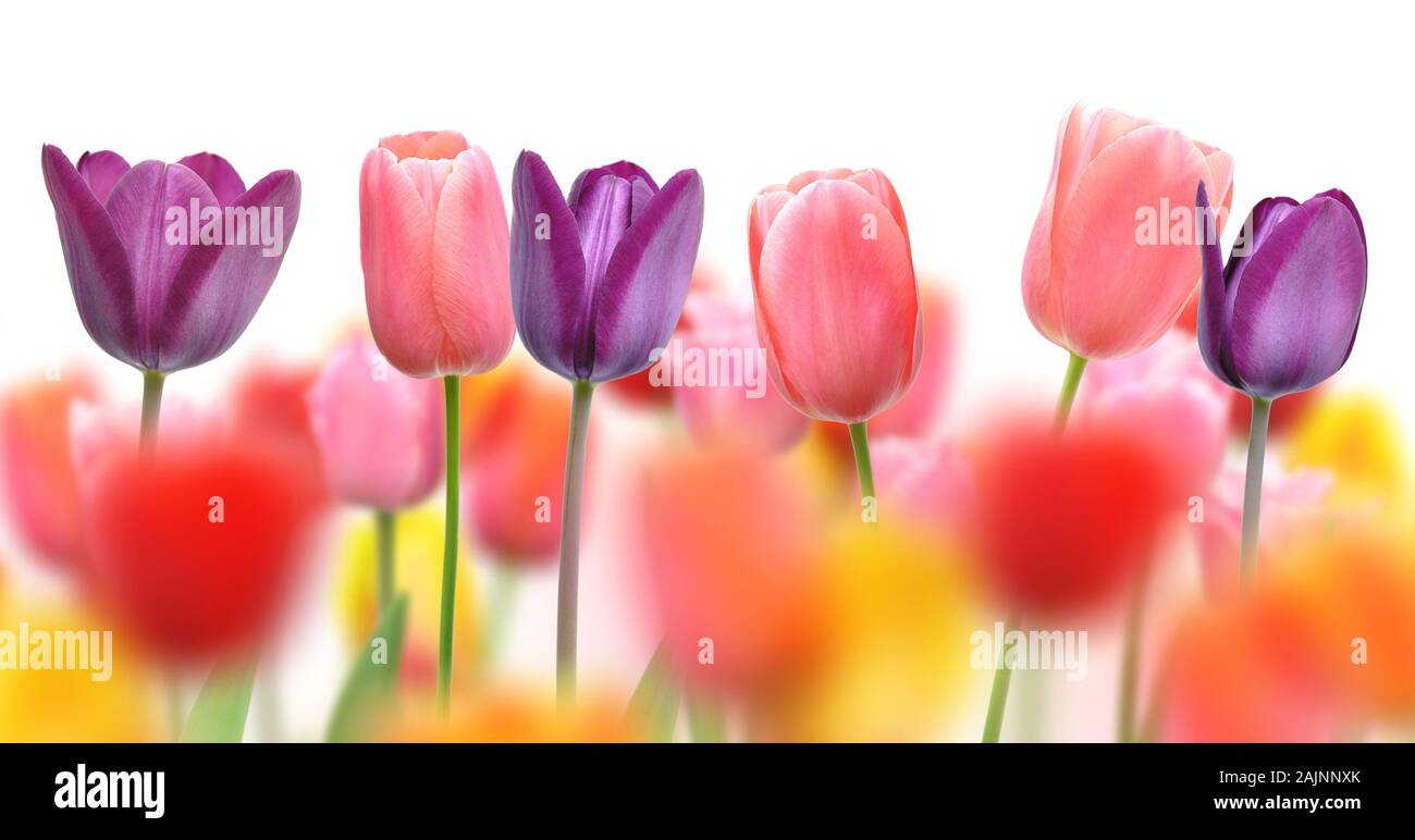 Bellissimi tulipani e colori blur creato da fuoco selettivo su una fila di fiori Foto Stock