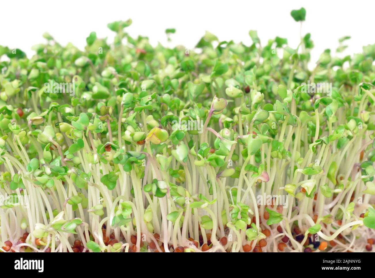 Germogli di broccoli verdi giovani, un ingrediente alimentare per insalate, panini e piatti sani Foto Stock