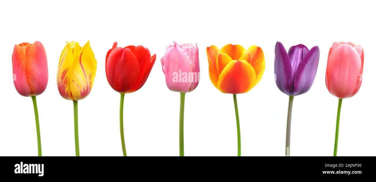 Tulipani multicolore in una fila; rosa, giallo, rosso, arancione e viola Foto Stock