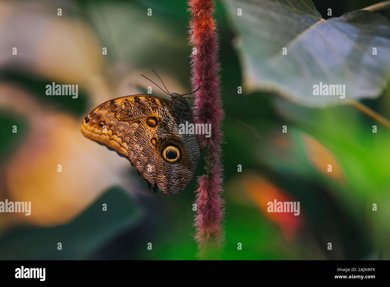 Foresta gigante farfalla Civetta (Caligo eurilochus) Foto Stock