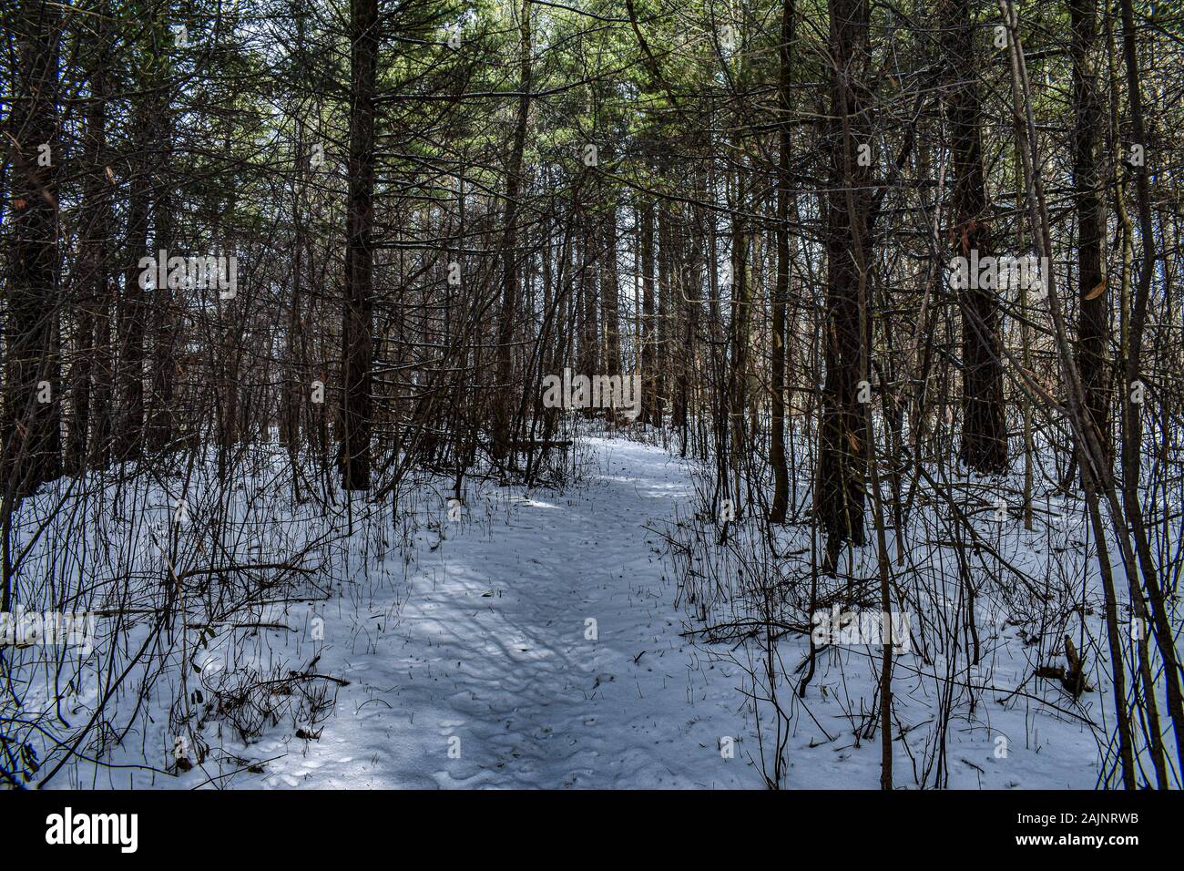 bellissimo paesaggio di terra in inverno Foto Stock
